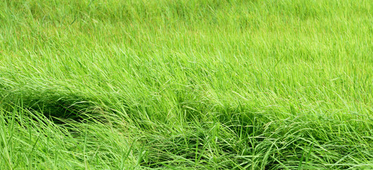 Green rice field taken on a sunny day