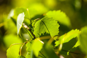 Green aspen (poplar) leaves in the sunshine - obrazy, fototapety, plakaty