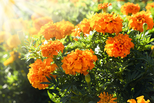 Sunlit marigold orange flowers in the flowerbed. © EllSan