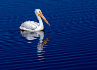 American White Pelican Photographed in Colorado