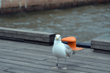 Seagull in the Bay of Oslo in front of the modern building of the Opera