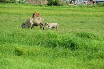 Fototapeta premium Cow on the green field