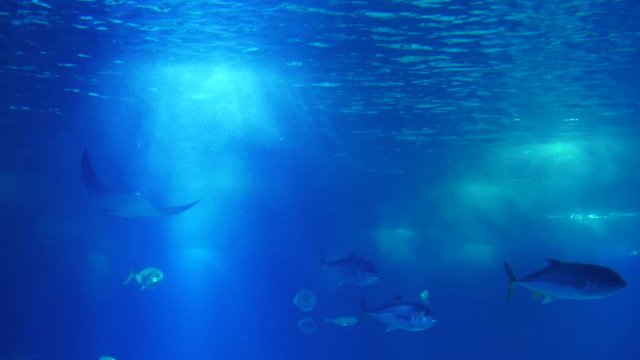 atlantic devil ray biology aquarium 4k