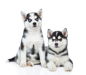 Siberian Husky puppies sit in front view and look at camera. isolated on white background