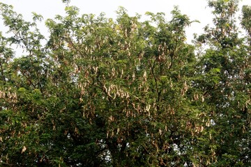 Fototapeta na wymiar Tamarind tree Tamarind pod.