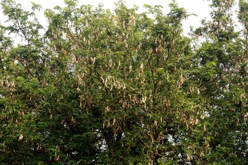 Fototapeta na wymiar Tamarind tree Tamarind pod.