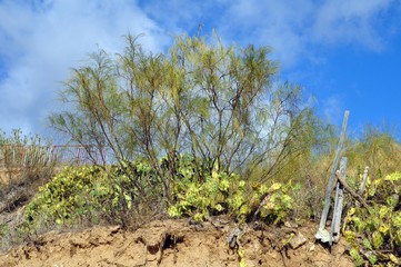 Obraz premium Tavira--an der Algarve