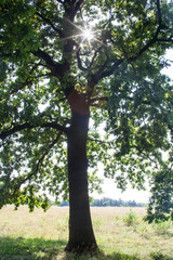 Oak tree against the shining sun