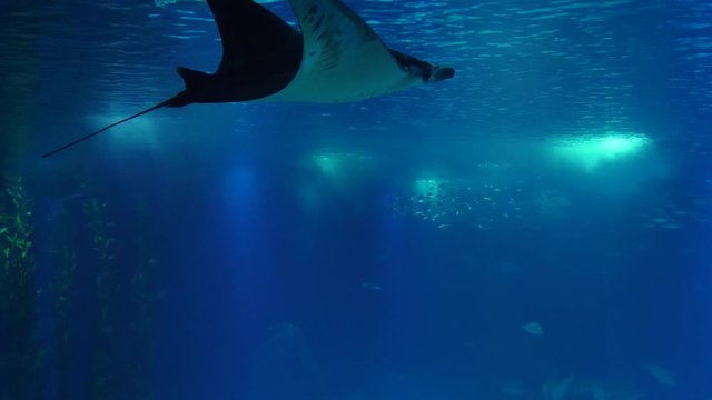 atlantic devil ray biology aquarium 4k