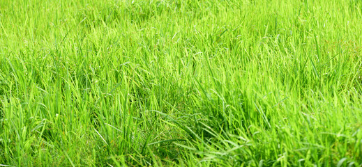 Green grass background ,green field background