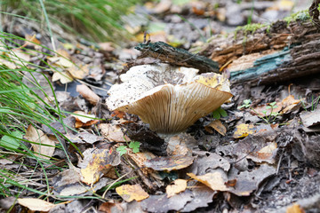 mushrooms in forest