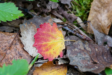 autumn leaves on grass