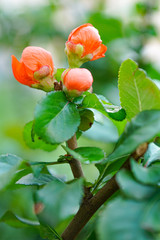 branch of tree with red berries