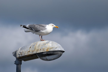 Seagull at lantern in the marina of the Swedish fishing town
