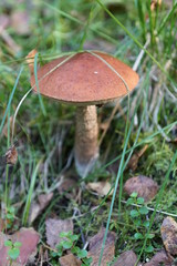 mushroom in the forest