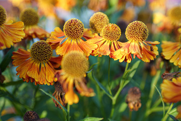 yellow flower of sunflower