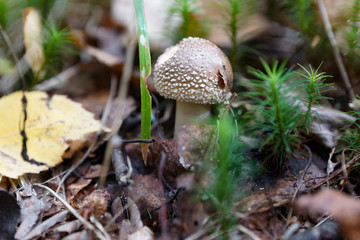 mushroom in the forest