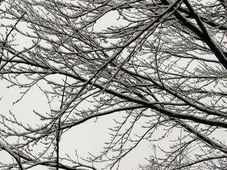Winterliche Motive mit Baumäste und Zweigen von Schnee bedeckt. Kleine Aussichte zu einem Haus im Schnee