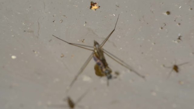 common pond skater eating another insect falled in water