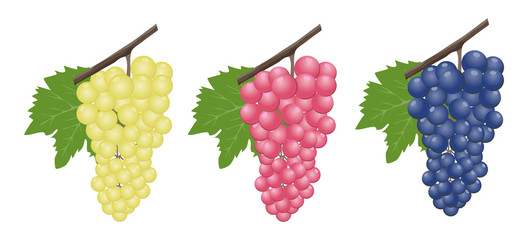 Grapes realistic composition with red rose and white grapes isolated. Red and white table grapes, wine grapes. Fresh fruit, 3d vector icon set.