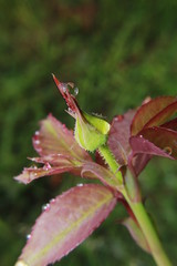 rose flower bud