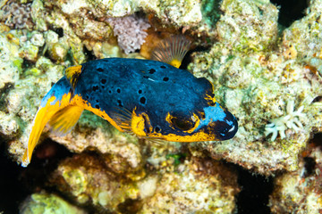 The surprising underwater world of the Indian and Pacifical Oceans