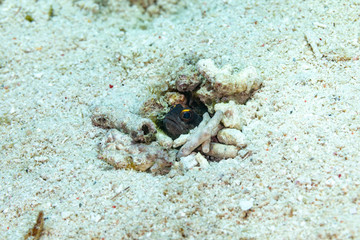 The surprising underwater world of the Indian and Pacifical Oceans