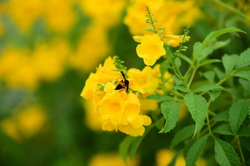 Colorful flowers in the garden.flower blooming.Beautiful flowers in the garden.	