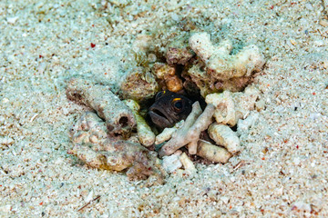 The surprising underwater world of the Indian and Pacifical Oceans