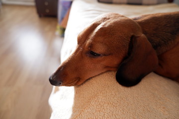 dachshund