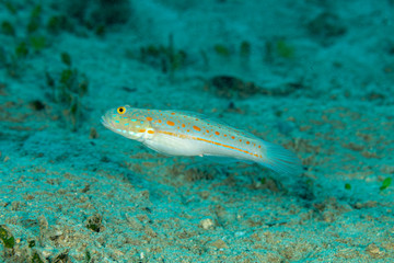 The surprising underwater world of the Indian and Pacifical Oceans