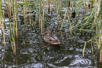 Curious Duck hiding in reed