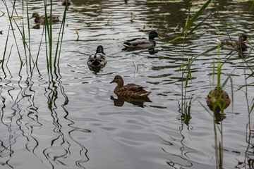 Nice Ducks on City lake water looking for food