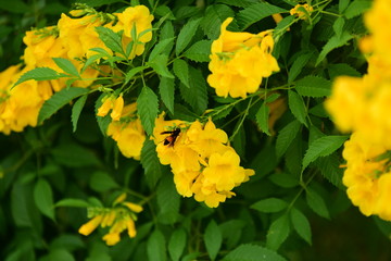 Colorful flowers in the garden.flower blooming.Beautiful flowers in the garden.	