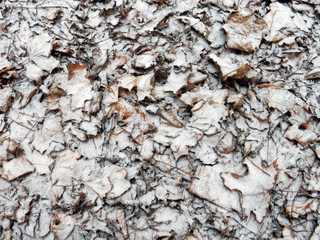 autumn brown leaves powdered with the first snow