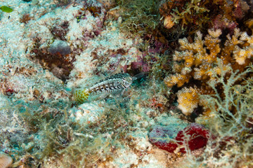 The surprising underwater world of the Indian and Pacifical Oceans