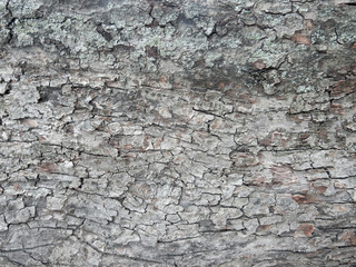 brown bark of a tree overgrown with moss
