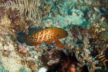 The surprising underwater world of the Indian and Pacifical Oceans
