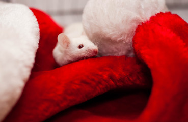 White mouse. symbol of 2020. Christmas mouse on red hat Santa