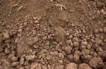 clumps of land with small blades of grass