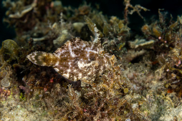 The surprising underwater world of the Indian and Pacifical Oceans