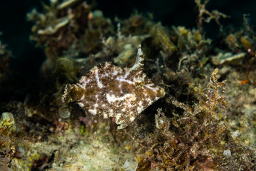 The surprising underwater world of the Indian and Pacifical Oceans