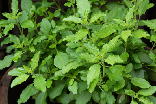 Group Of Holy Basil Tree, Selective Focus. Food And Herbal Plant At Home Garden, Agriculture Concept.