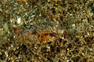 The surprising underwater world of the Indian and Pacifical Oceans