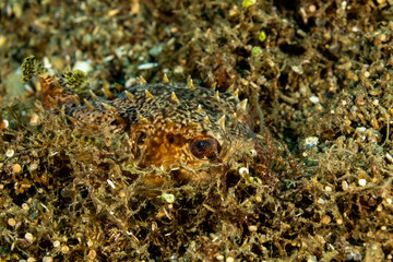 The surprising underwater world of the Indian and Pacifical Oceans