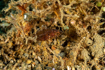 The surprising underwater world of the Indian and Pacifical Oceans