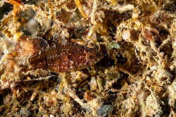 The surprising underwater world of the Indian and Pacifical Oceans