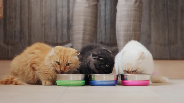 Three cats eat dry food from metal bowls on the kitchen floor, close-up. In the background the legs of a woman