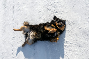 Shepherd dog lying on its back in the snow on the winter road