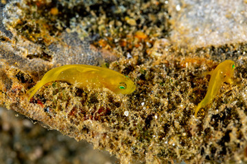 The surprising underwater world of the Indian and Pacifical Oceans